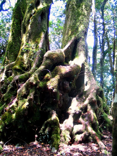 Antarctic Beech on the NSW - Qld Border W_Ant_202