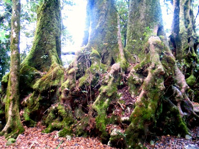 Antarctic Beech Trees on the border of NSW - Qld W_Antarctic_200