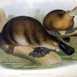 Duck Billed Platypus