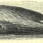 2nd December 1878 - 67th day