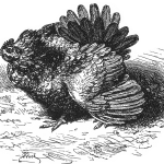 28th November 1878 - 63rd day