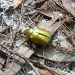 Christmas Beetles