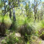 Grass Trees