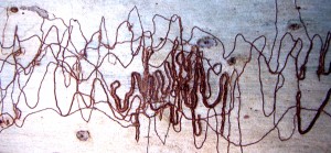 Picture 020_Scribbly Scribbly gum