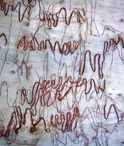 Picture 024_scribble