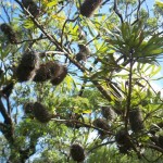 Banksia