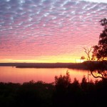 Dawn Chorus
