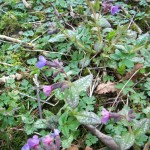 What is this flower called?