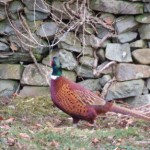 Some Scottish Wildlife