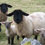 Our Scottish Neighbours