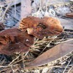 Autumn Fungi