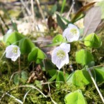 More flowers blossoming
