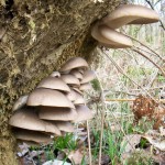 Fungi, Moss and Lichen