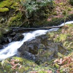 Water in the Wood of Cree