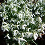 Snowdrops to Bluebells