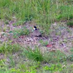 Masked Lapwing