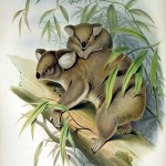 Koalas