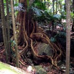 Australia Rainforest Buttress Roots