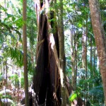 Strangler Fig engulfing its Host - Photo