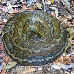 Carpet Python - Photo