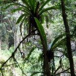 Birds Nest Tree Ferns - Epiphytes