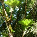 Epiphytes - Staghorns in the Rainforest