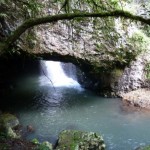 Strangler Figs and Natural Bridges