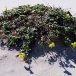 Expedition to an Island Beach