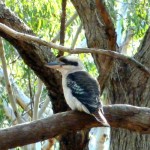 Kookaburra Sitting in the Old Gum Tree