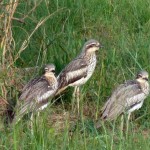 Curlews