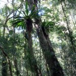 An Australia Rainforest Delight - Moran's Falls