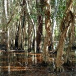 Paperbark Trees