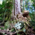 An Australia Rainforest Delight - Box Forest Track
