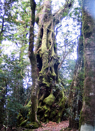 Antarctic Beech Tree, Australia