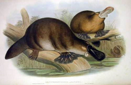 Platypus Sketch by John Gould 1863