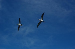 Pair_of_Blue-footed_Boobies_in_flight