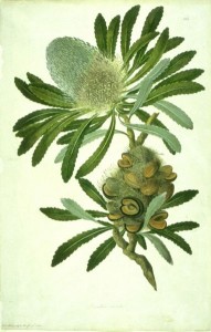 Banksia watercolour