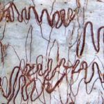 Comparing the scribbles on a tree trunk to hand writing