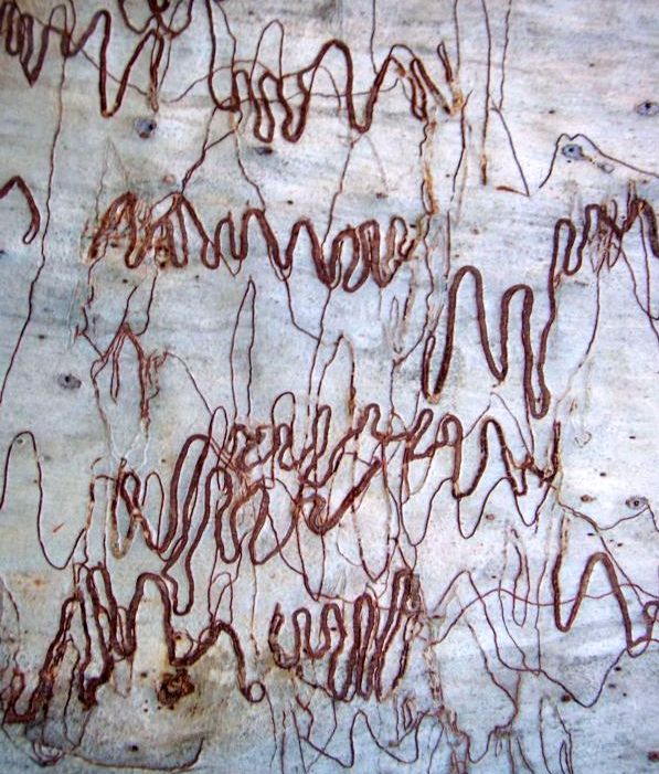 Scribbles in nature on the bark of this scribbly gum tree trunk