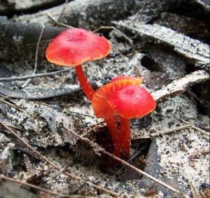 Red Toadstools