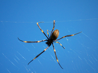golden orb web spider