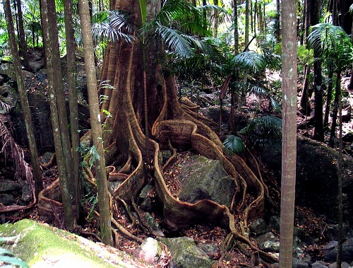 Australia Rainforest Buttress Roots