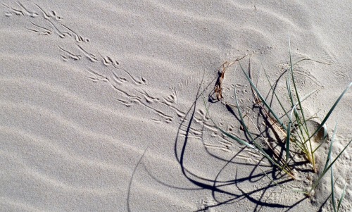 Lizard foot prints left in the sand