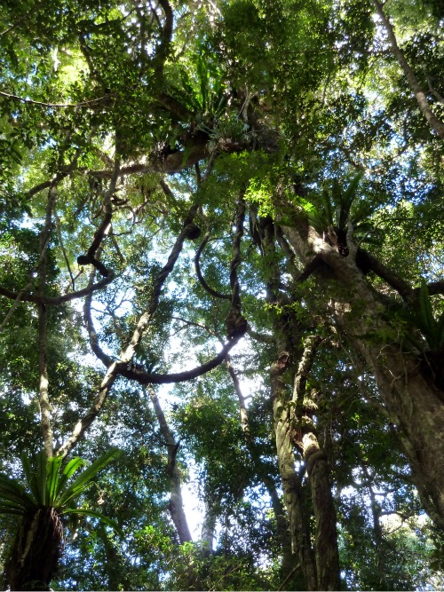 Australia Rainforest canopy