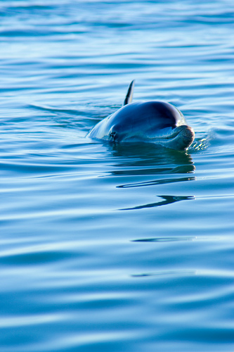 Dolphin at Monkey Mia, WA