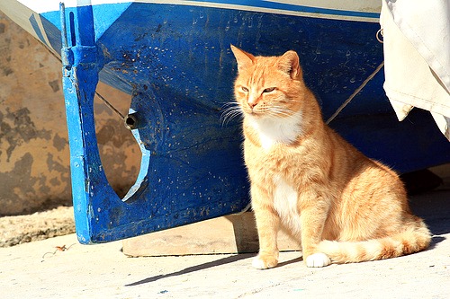 Cat soaking up the spring sunshine in Malta