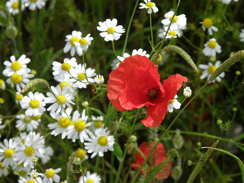 Wildflowers in Switzerland including a Poppy