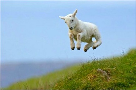 Spring Lamb frolicking