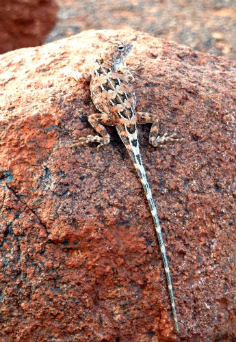 I saw this lizard at Kata Tjuta in central Australia