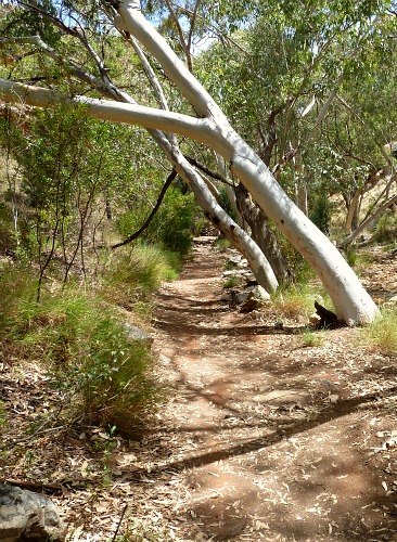 The path way that leads up to Standley Chasm 